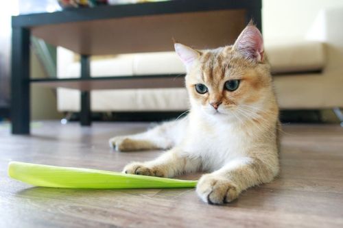 cybergata: children and the corn leaf by Mary Gomolova on 500px