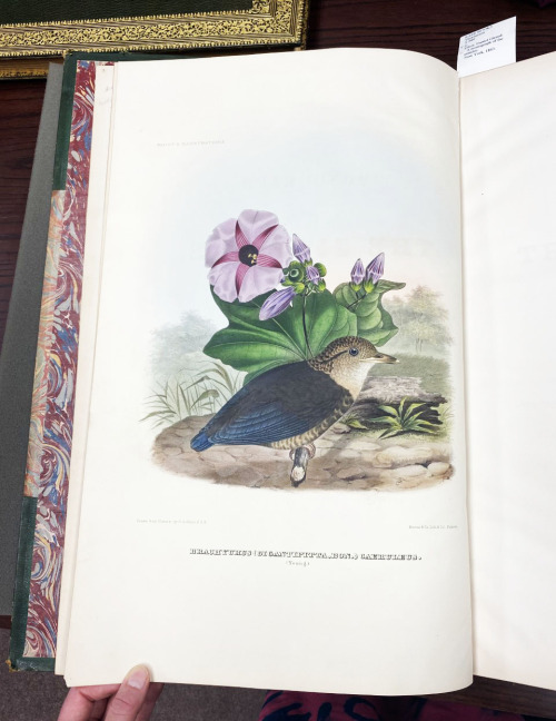 uwmspeccoll:A Pitta Feathursday Yesterday I visited UW-Madison Special Collections to view some of t