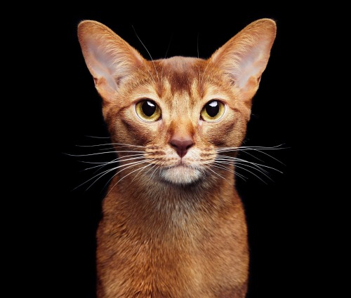 Young Abyssinian by Oleg Gekman