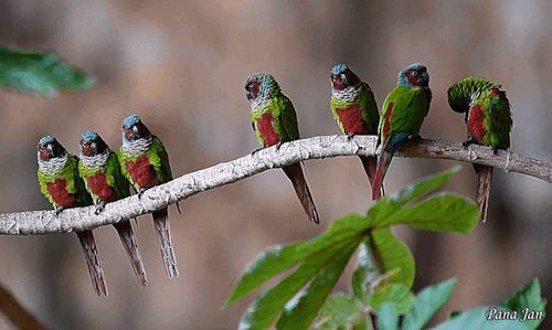 Goias Parakeets in the wild.