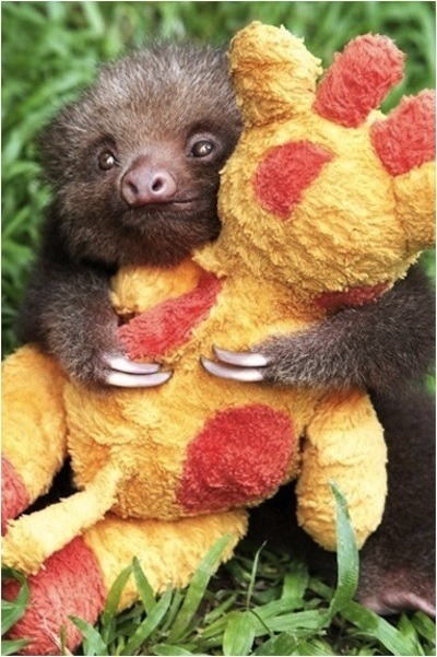 Have I informed you all for my uncontrollable love for sloths?