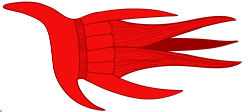 temporaldecay:A size comparison between the ships of the Fleet, as seen in A Distrait Life of Mistak