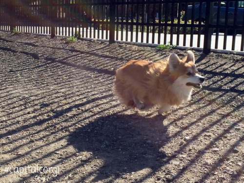 “I think I can… I KNOW I can… I CAN FLY!!!!!” Wksi again lives up to his AKC name, ‘Lost River I Can