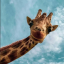 trojan-giraffe