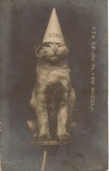 academia-core:photography was invented to take pictures of cats