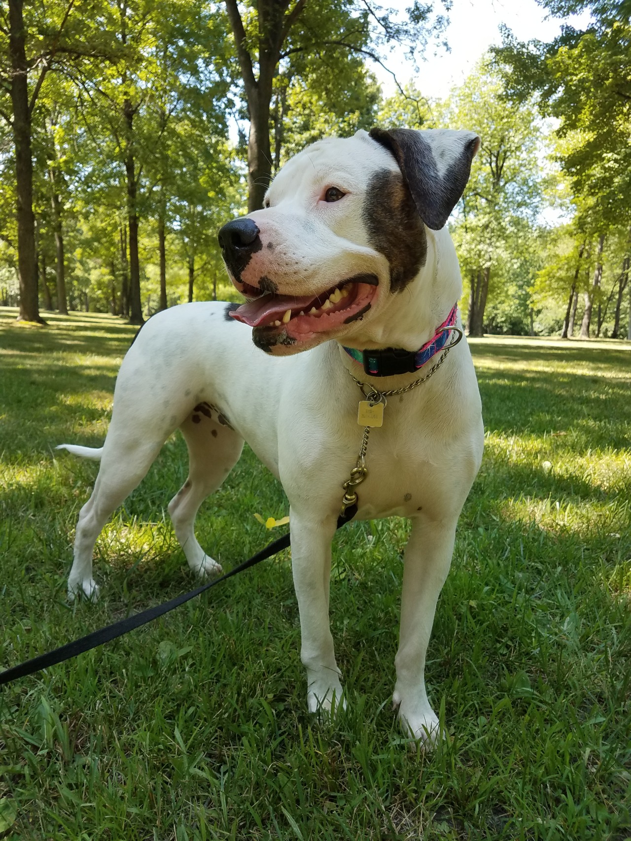 john d johnson american bulldog