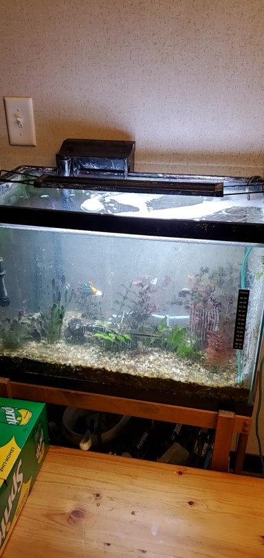 Taking over the family fish tank! adult photos