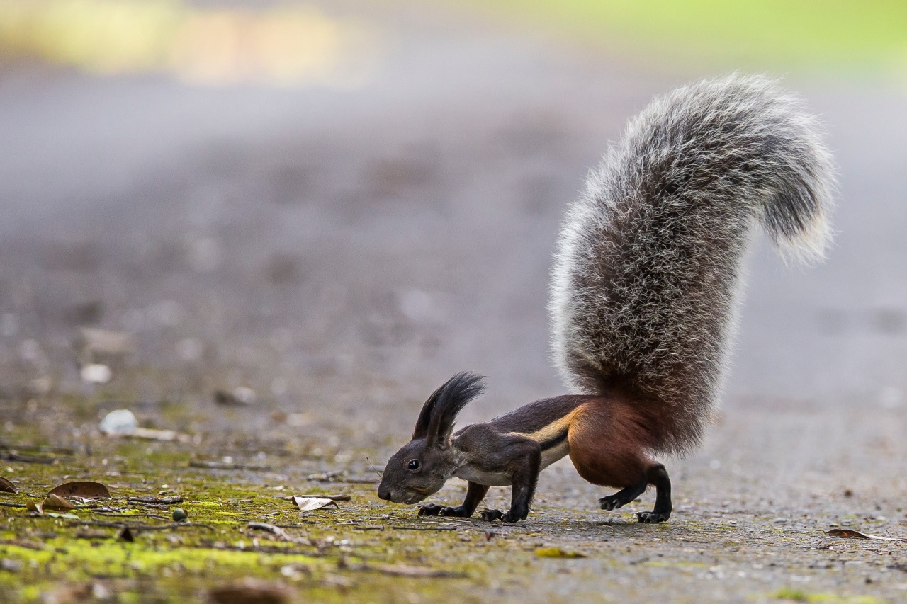 kylosbreedingkink:This is a tufted ground squirrel. IUCN Vulnerable to extinction