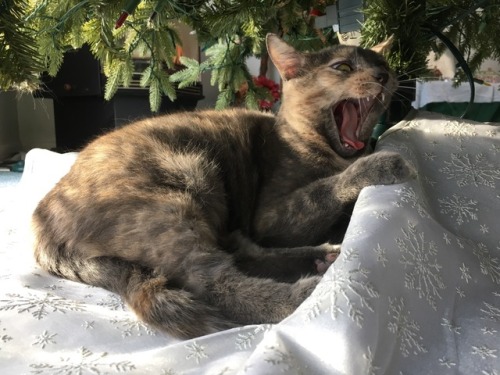 simplycaitlinashley: Happy New Years from the cutest of cats. We hope your 2018 will be great