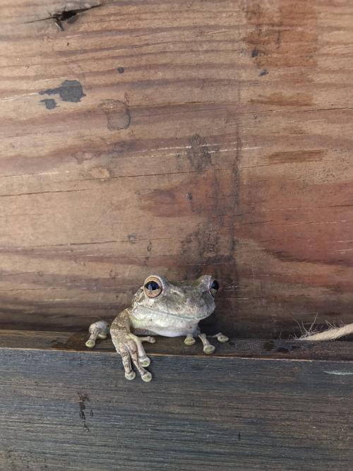 cutepetsuwu: This little guy lives in our outdoor shower. Not very cuddly but I think he’s cut