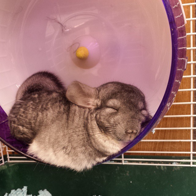 sanityisoptional:Omfg he’s so cute though.  #chinchilla #baby #love #sleepy #cute