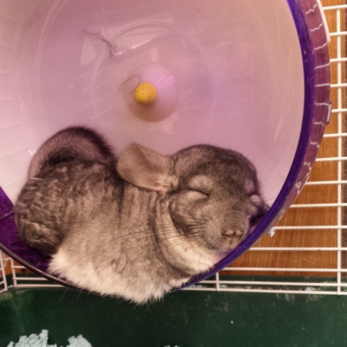 sanityisoptional:Omfg he’s so cute though.  #chinchilla #baby #love #sleepy #cute #mush