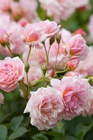 miss-mandy-m:  Pink climbing rose garden inspiration