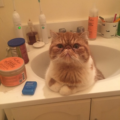 catsbeaversandducks:You Can’t Brush Your Teeth Because:(    ) you have no toothpaste(    ) you have 