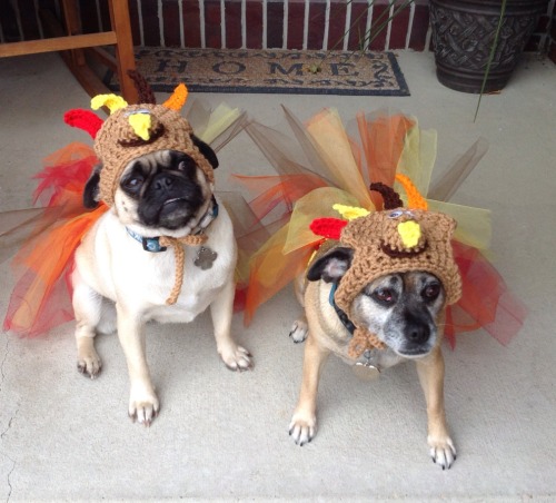 Porn Pics the-pugs-of-halloween:  jenihartford:  Turkey