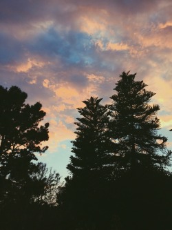 These trees are my favorite part of my backyard.🌲🍃