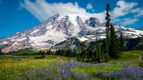 Mount Rainier Summer by Sharon Brownlow