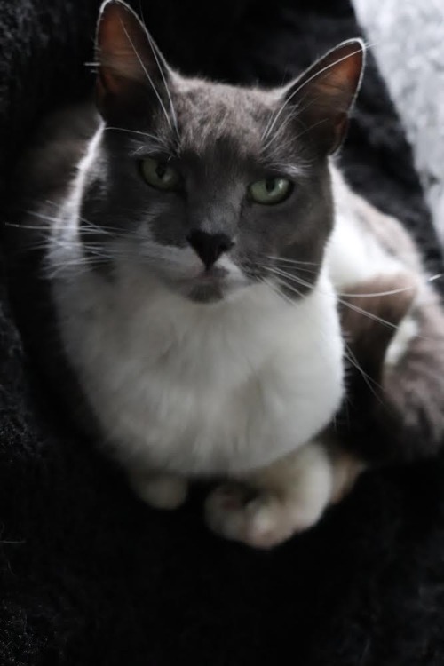 Your Cat Is So Cute!!!