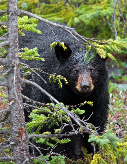llbwwb:  (via 500px / SURPRISE !!!!! by Buck Shreck)