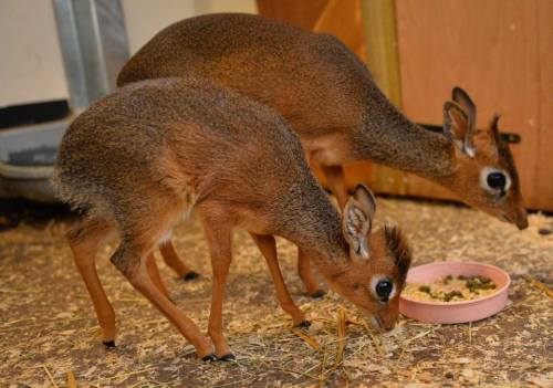 Porn photo zooborns:  Tiny Dik-dik Plays Big Sister