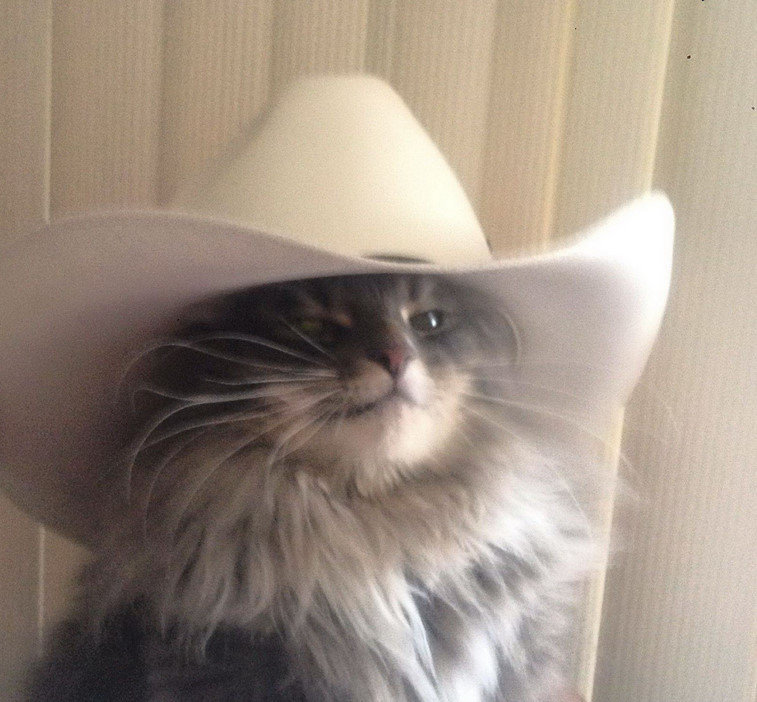 neyruto:  oldsmellyblanket:  neyruto:  open rp     pls help me cowboy cat! my pa