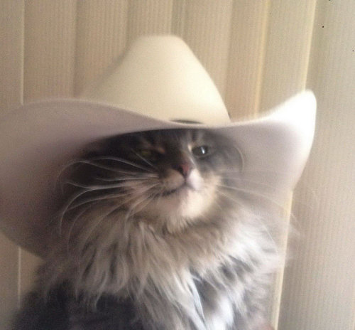 neyruto:  oldsmellyblanket:  neyruto:  open rp     pls help me cowboy cat! my pa and my ma r lost! pls find them!  leave it to us.  