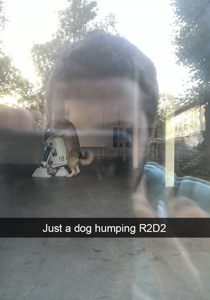dumbass-bitch-disease:  animalsnaps:  Dog snaps  People really see dogs and don’t
