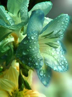 flowersgardenlove:  Raindrops on Lilies Beautiful