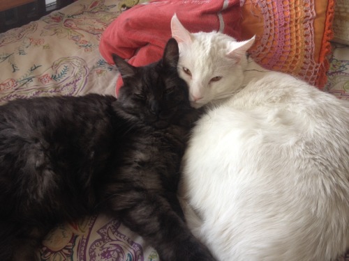 Tito(white) and Miles(black) !(submitted by theressomeoneinmy-head)