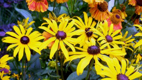 Rudbeckia.