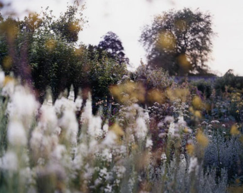 fleuretranglee: Untitled 1, Garden - by Mike Perry 