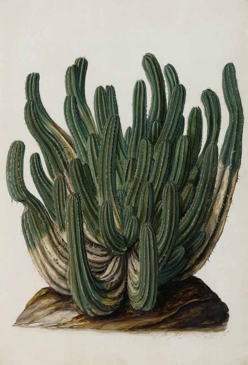 design-is-fine:  Jan Moninckx, Euphorbia from Moninckx Atlas, 1682-1709. Netherlands. Via plantgenera. The artwork was a collab of father Jan and daughter Maria. The atlas was published between 1686 and 1709 and depicted 420 plants of the Hortus Medicus