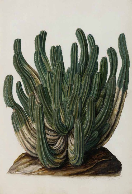 Jan Moninckx, Euphorbia from Moninckx Atlas, 1682-1709. Netherlands. Via plantgenera. The artwork wa