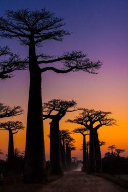 crescentmoon06:Giant Baobab, Madagascar