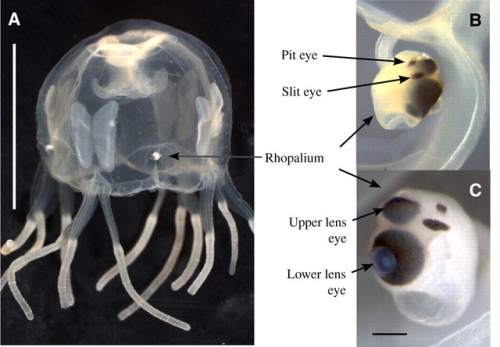 dimetrodone:dimetrodone:Why do Box Jellyfish have eyes.I don’t mean like, why would they need eyes c