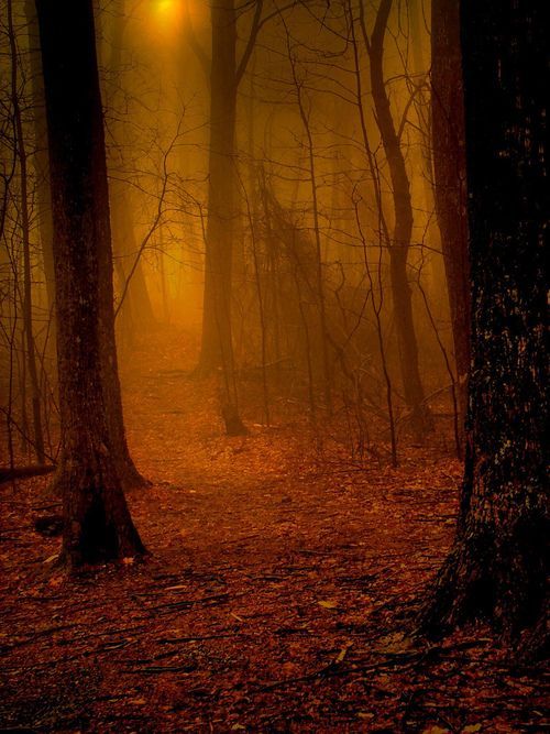 Deep In The Forest