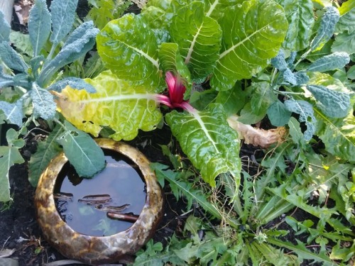 swiss chard