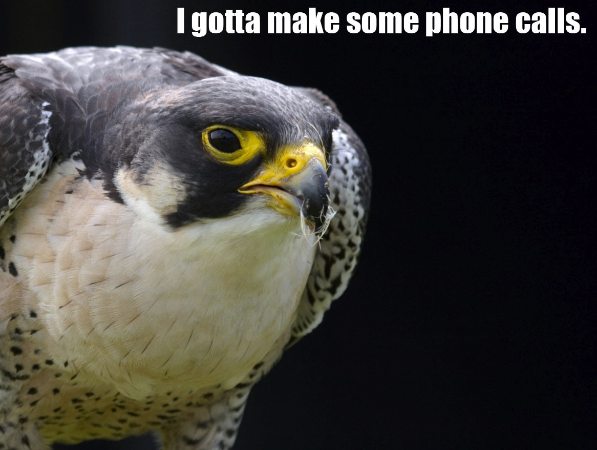 thefrogman:  Falcon facts. 