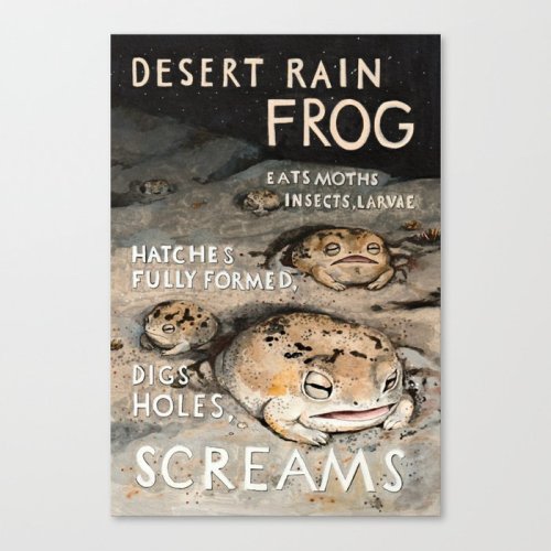 figdays:   DESERT RAIN FROG Canvas Print by Gwendolyn Wood  