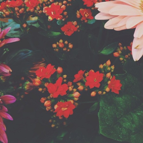 #red#pink#green#vintage#flowers#beautiful#nice#cute#instago#iphoneonly#iphonegraphy#nature#landscape