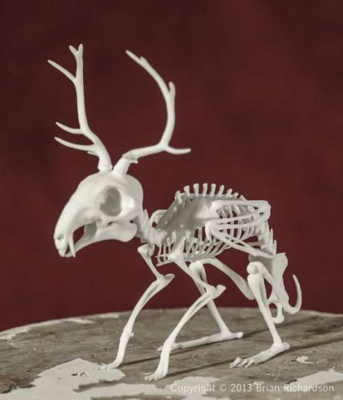 moshita:3D Printed replicas of mythical creature and cryptid skeletonsMythicArticulations