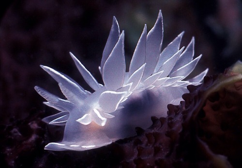 thefruitdragon:  Dirona Albolineata  Dirona appreciation post because there’s not enough of these little beauties on here.  