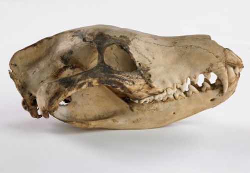 thylacine-dreams:Thylacine skull from the Museum of New Zealand.