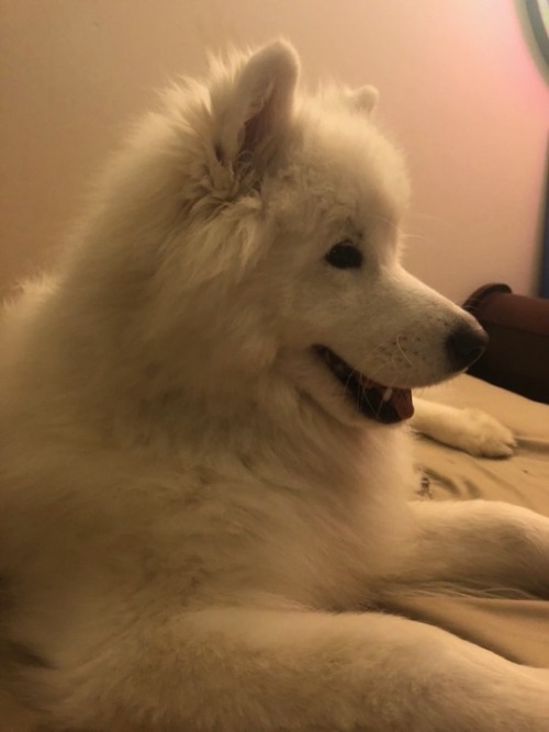 neothesamoyed:b i g  y a w n