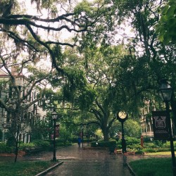 aurora-rain:  the college of charleston campus is probably the most beautiful thing I have ever in my life seen. (at College of Charleston) 