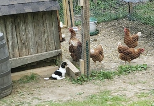 small white, black, and brown puppy meeting 4 much larger brown hens