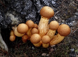 fun-with-fungi:Laughing Jim (Gymnopilus junonius)