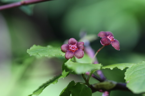 zooophagous:  steepravine:  Interesting Purple Flower Not sure what this is, but I love it! (Mendocino, California - 6/2016)   I love it too