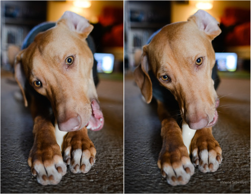 my daughter, my life. Kenya 9 mo. Rhodesian Ridgeback 