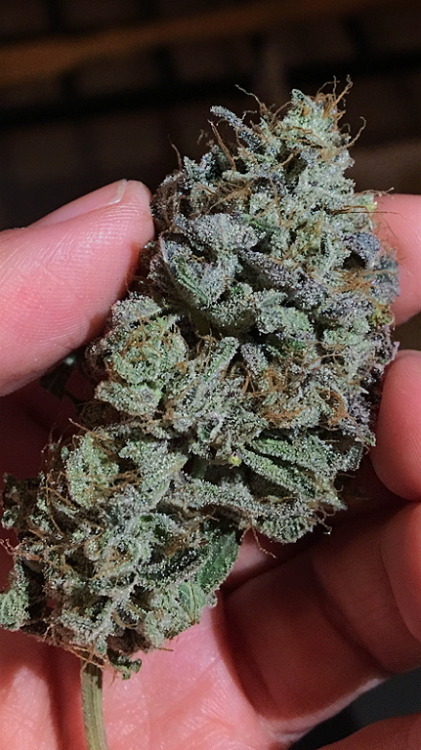 usedkids: crystallly